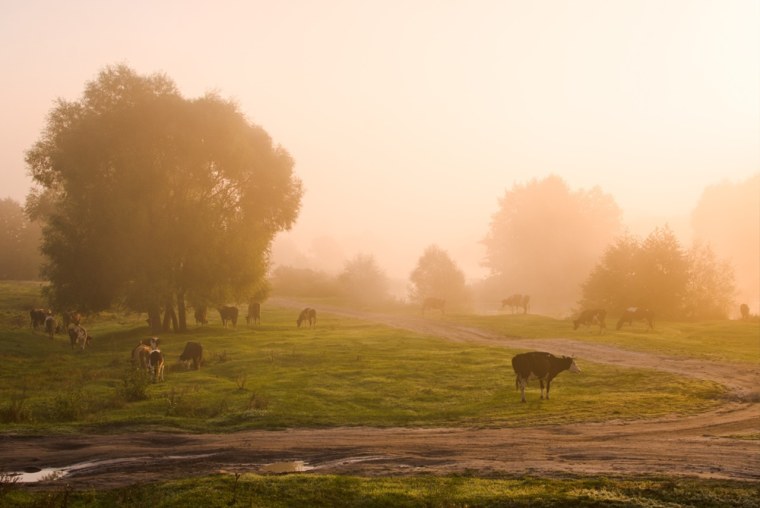 Рассвет туман деревня
