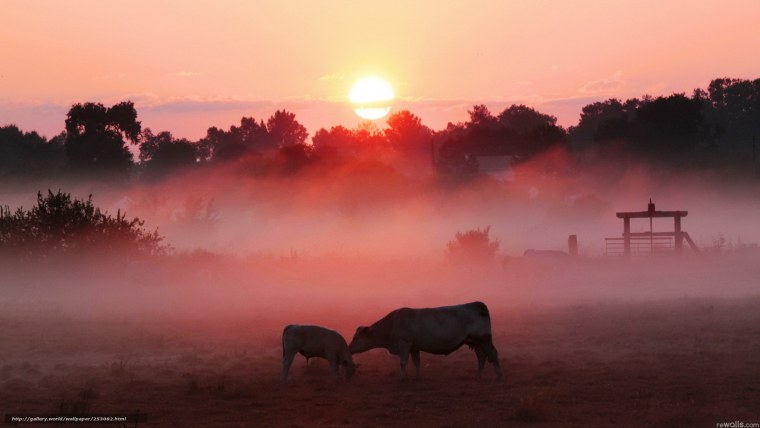 Коровы в тумане