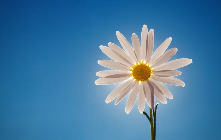 Цветы на фоне неба