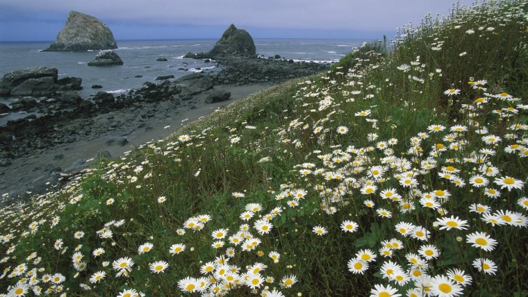 Поле ромашек у моря