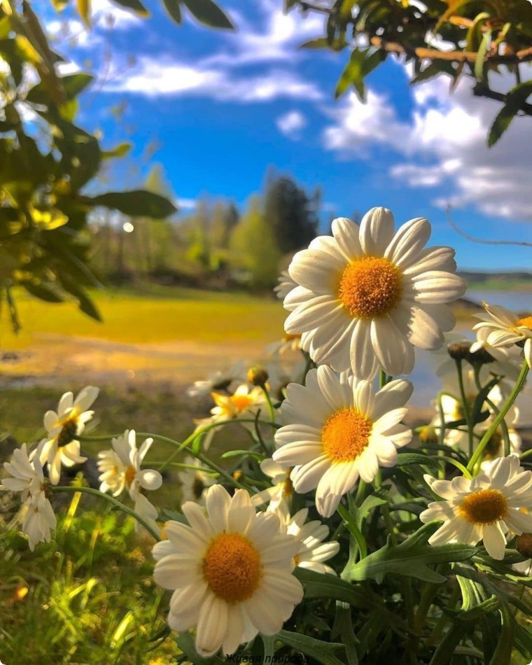 Красивые пейзажи с ромашками