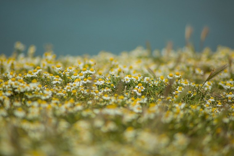 Ромашки фото на рабочий стол