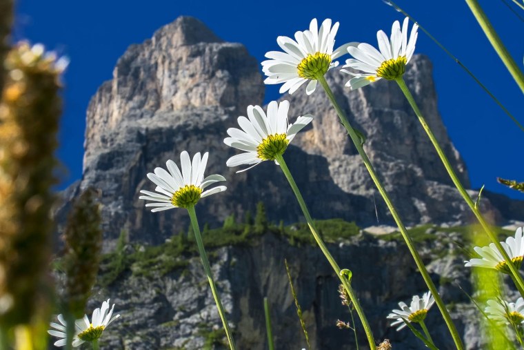 Ромашки в горах