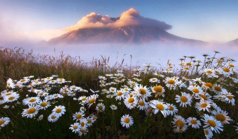 Ромашковое поле в горах