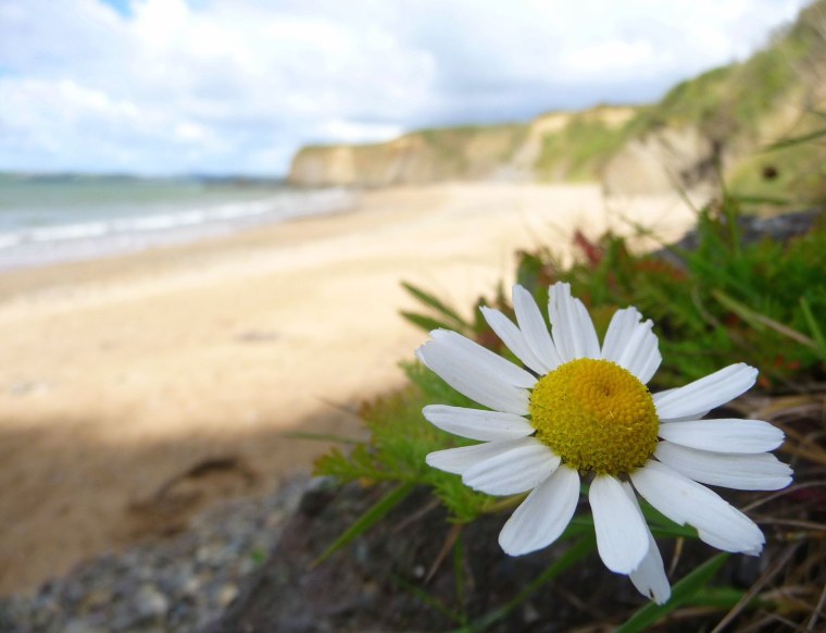 Море ромашек