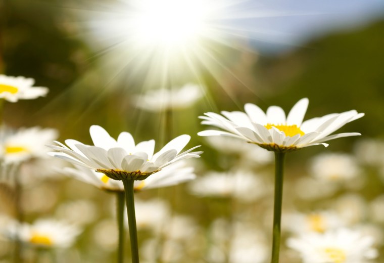 Ромашковое поле в лучах солнца