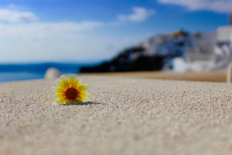 Цветы море солнце