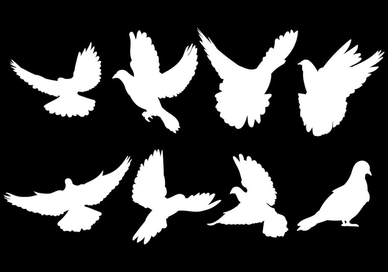 Голубь вектор