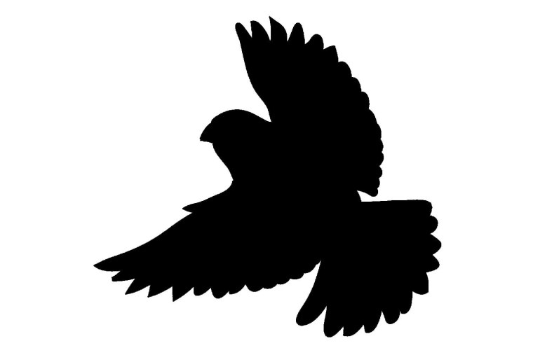 Силуэт голубя