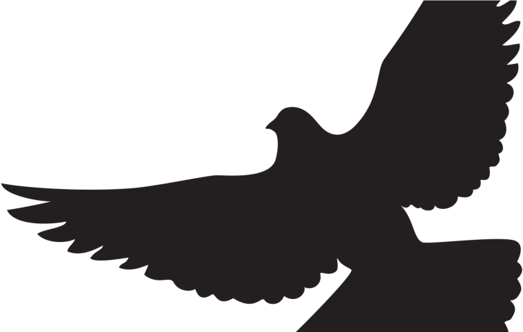 Силуэт голубя