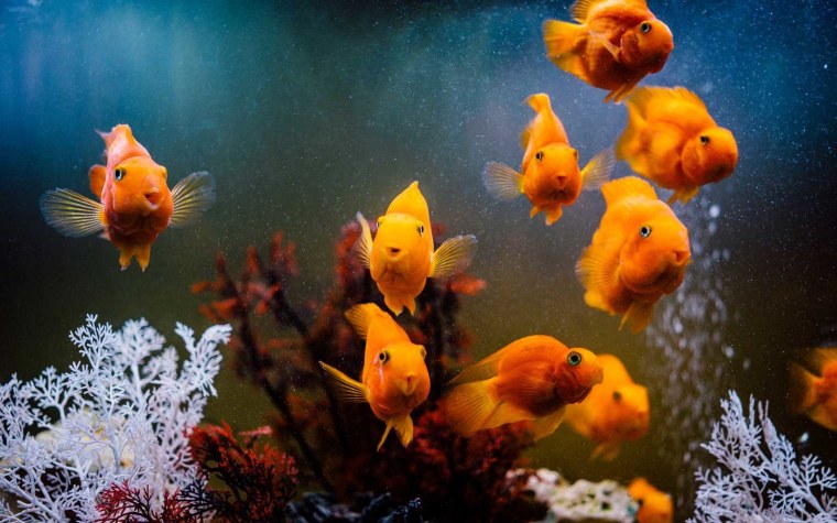 Аквариумные рыбки в аквариуме