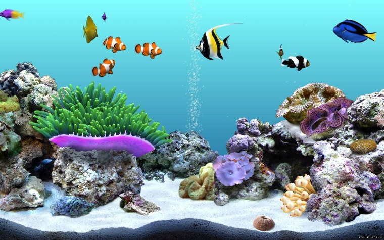 Живой аквариум