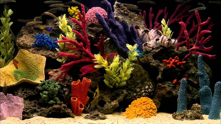 Живые обои аквариум