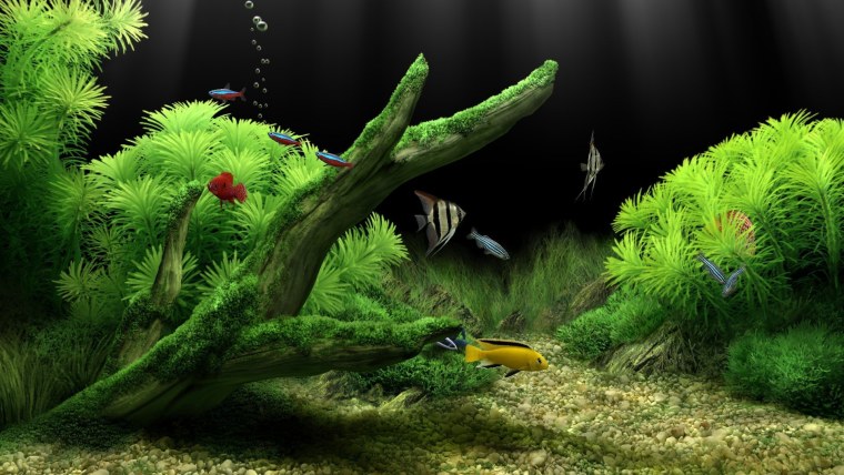 Живой аквариум