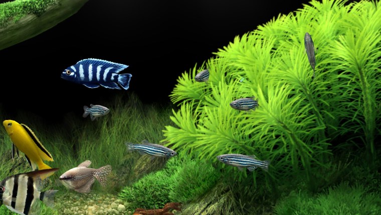 Скринсейвер аквариум