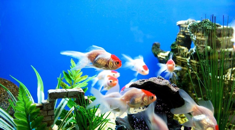 Живые рыбки