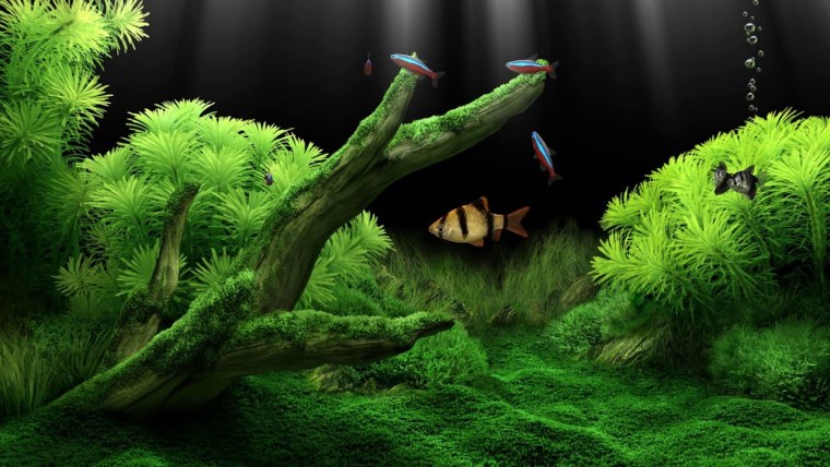 Красивый аквариум с золотыми рыбками