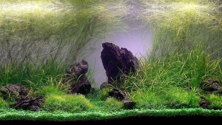 Акваскейп с золотыми рыбками