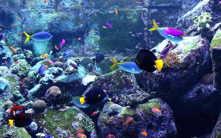 Аквариум на рабочий стол