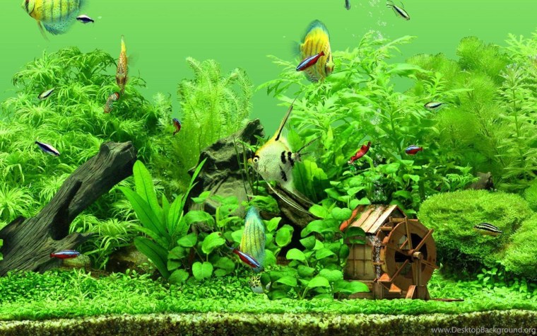 Живой аквариум