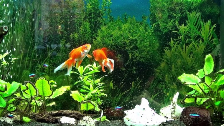 Подводные обитатели для детей