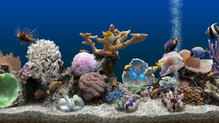 Подводный мир аквариума