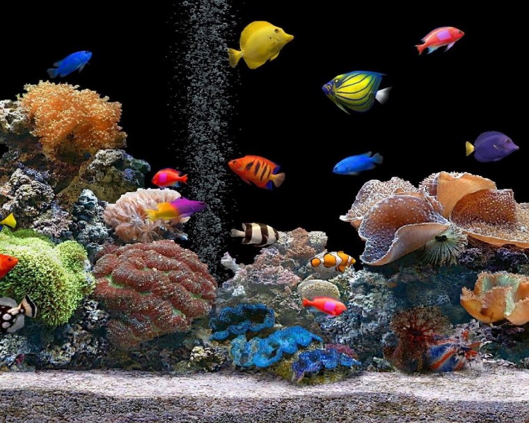 Заставка на рабочий стол аквариум