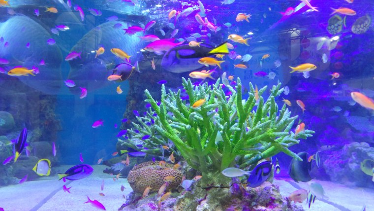 Фон для рабочего стола аквариум