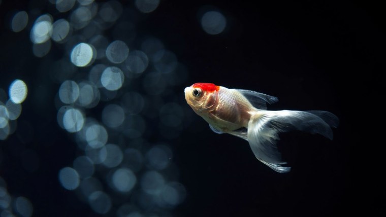 Живой аквариум природа