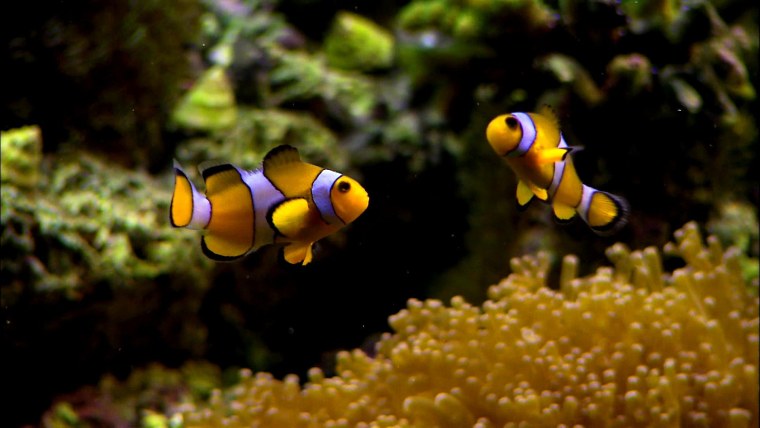 Живой аквариум