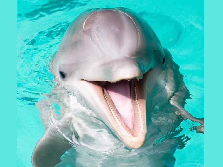 Доброе утро дельфины