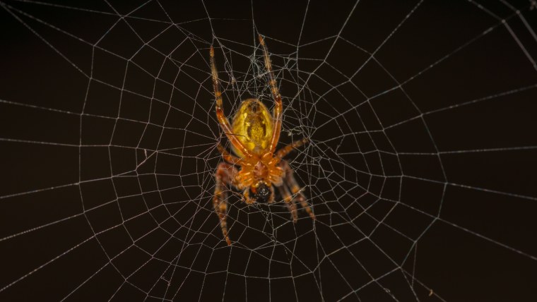 Фен first fa-5666-3-PU