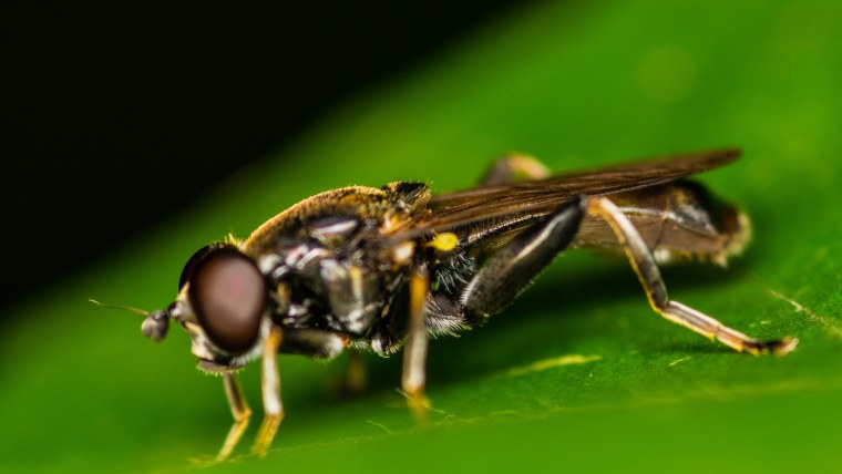 Рассеиватель для кольцевой вспышки