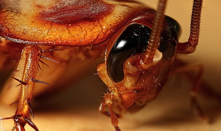 Blattella Germanica личинка