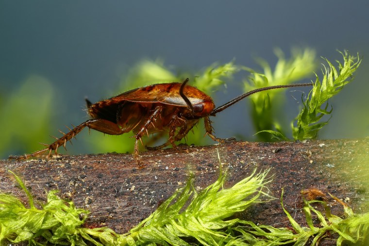 Женщина таракан