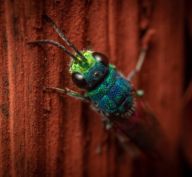 Таракан креатив