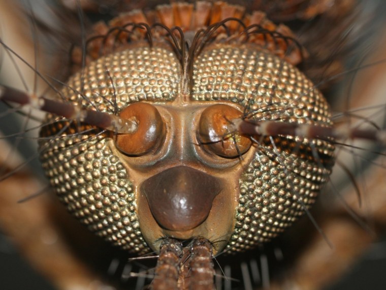 Лицо таракана макрофото