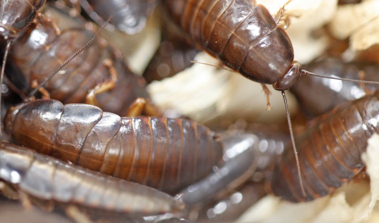 Таракан реликтовый Лесной