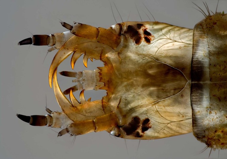 Жук тихоходка