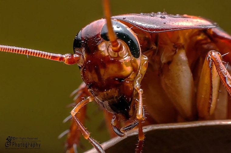 Голова таракана под микроскопом