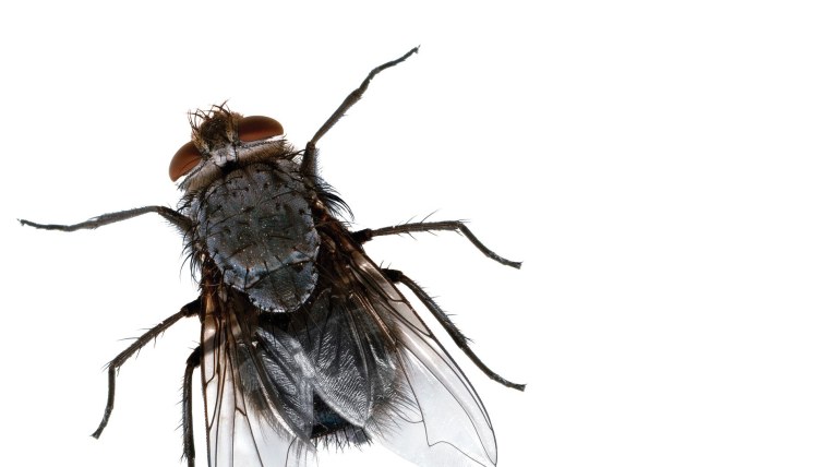 Оотека мадагаскарского таракана