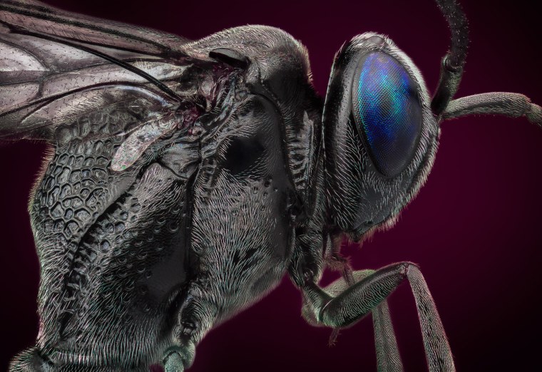 Самые страшные тараканы