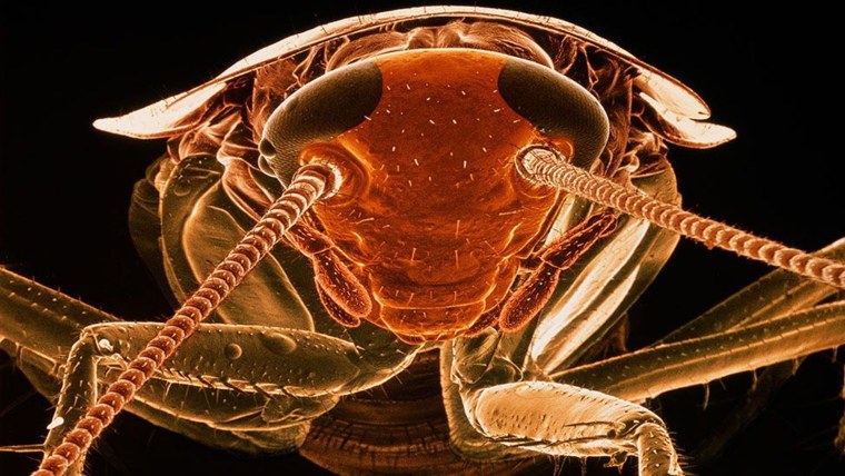 Тараканы насекомые