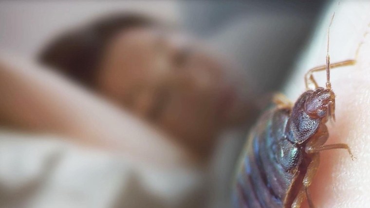 Земляной червь под микроскопом