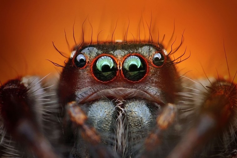 Паук под микроскопом