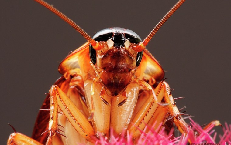 Глаза таракана под микроскопом