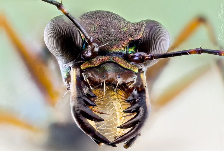 Клоп постельный кровососущий паразит