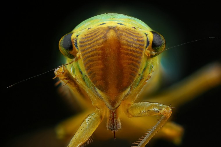 Насекомые под микроскопом