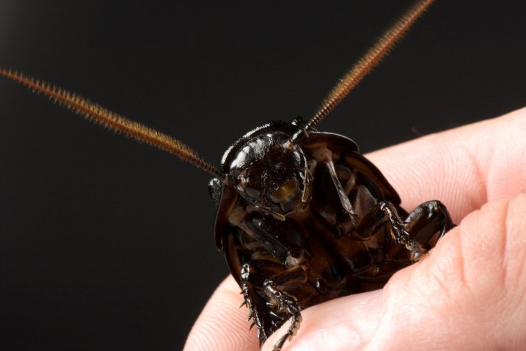 Таракан Прусак Кукарача