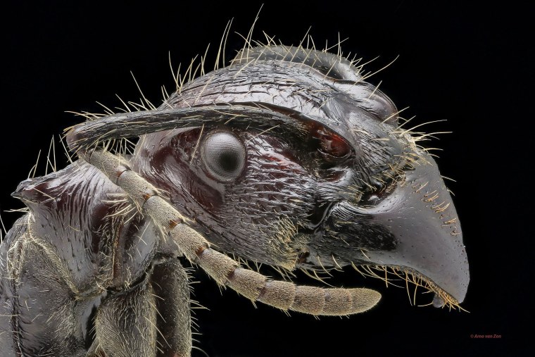 Таракан страшный ночью